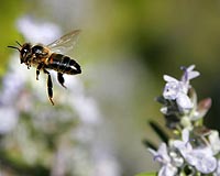Bees trade energy for safety in winds