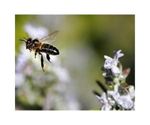 Scientists stumped as bee population declines further