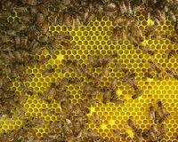 Canada federal police hunt for bee killer