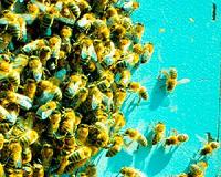 Microchip backpacks help track bee behavior