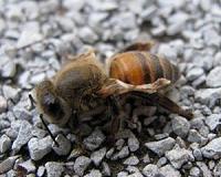 Honey bee study of parasites and disease reveals troubling trends