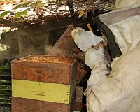 Britons find home is where the honey is