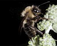 A break from the buzz: bees go silent during total solar eclipse
