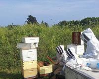 Study highlights a new threat to bees worldwide