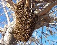 Bee deaths set apiculture congress abuzz