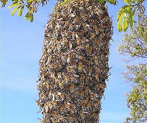 Third of US bee colonies died last winter: report