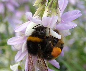 Stress a key factor in causing bee colonies to fail