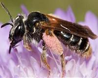 For bees and flowers tongue size matters