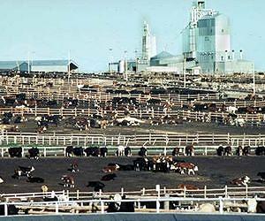 Cattle flatulence doesn't stink with biotechnology