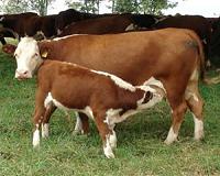 China lifts ban on import of British beef