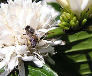 Pollination merely one production factor