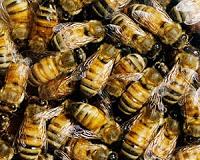 New pesticide may harm bees as much as those to be replaced