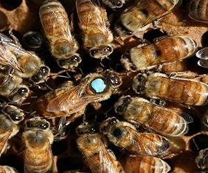 Viruses are 'new normal' for honey bees: study