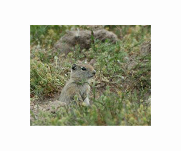 Arctic squirrels recycle their body's own nutrients to survive the long winters