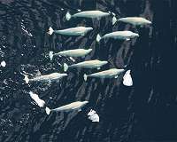 Belugas adopt toothy whale lost in Canadian waters