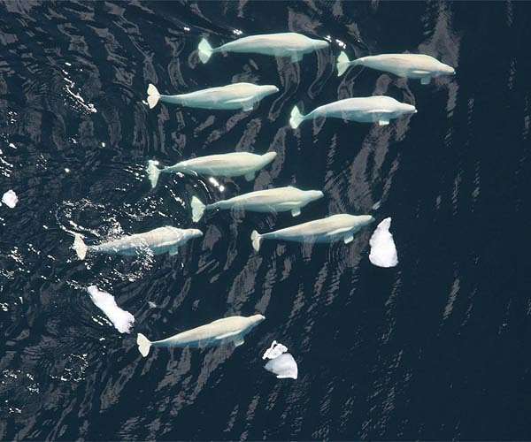 Canada's Hudson Bay a summer refuge for thousands of belugas