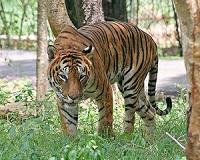 Another tiger killed in India after hunting controversy