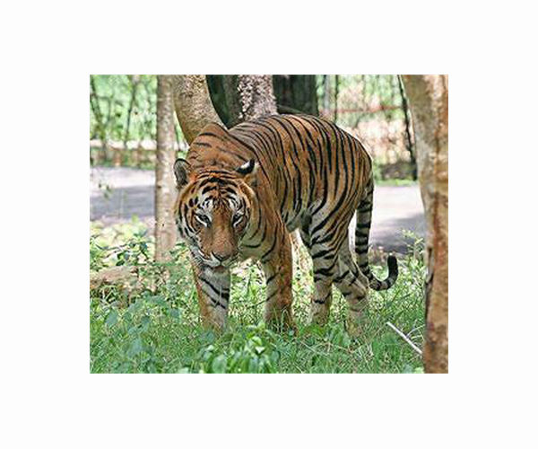 Argentine zoo transfers two rare Bengal tigers to the US