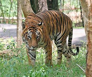 Outrage over China tiger abuse