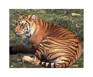 India announces new tracking system to protect tigers