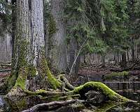 Plant diversity in Europe's forests is on the decline