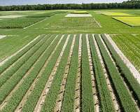 Big data helps farmers adapt to climate variability