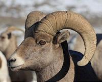 Inbreeding not to blame for Colorado's bighorn sheep population decline