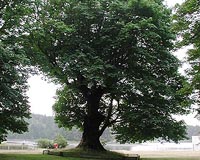 Electrical Circuit Runs Entirely Off Power In Trees
