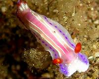 Genetic Operating System Facilitated Evolution of Bilateral Animals