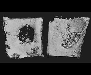 A bio patch that can regrow bone