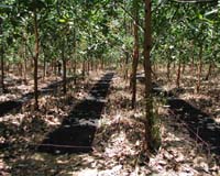 Black Gold Agriculture May Revolutionize Farming, Curb Global Warming