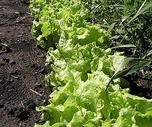 Researchers test effects of LEDs on leaf lettuce