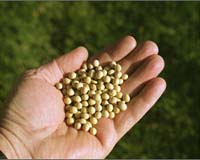 EU to tighten restrictions on biofuels