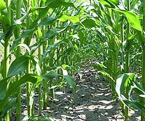 German National Academy of Sciences issues a critical statement on the use of bioenergy