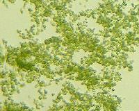 Microbe sniffer could point the way to next-gen bio-refining