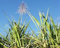To maximize sugarcane harvesting, use the right blade