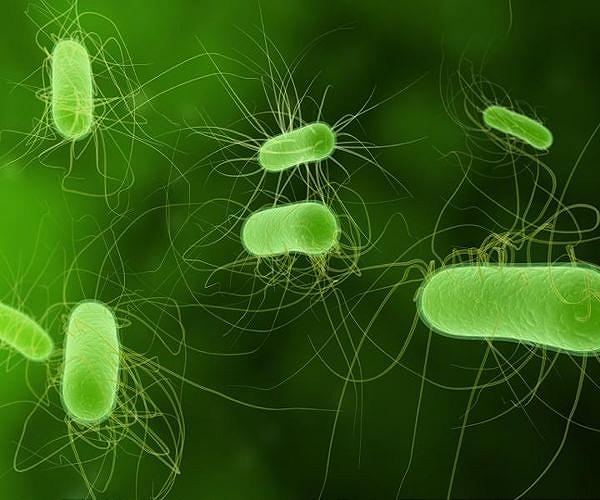 Breakthrough process converts CO2 and electricity into protein-rich food