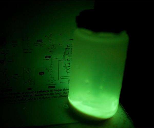 Engineered yeast may expand possible biofuel sources