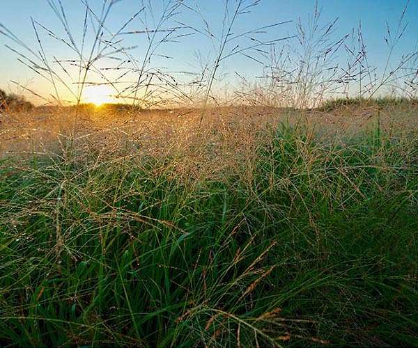 Switching it up to make better grass for bioenergy crops