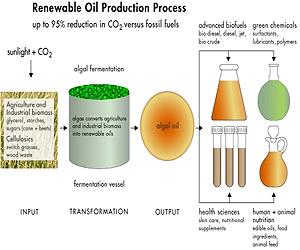 Bioplastics And Biofuels Partnership Opportunities Are Drying Up