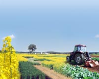 Mustard - Hot Stuff For Natural Pest Control
