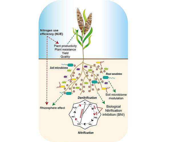 How farmers could fertilize more efficiently