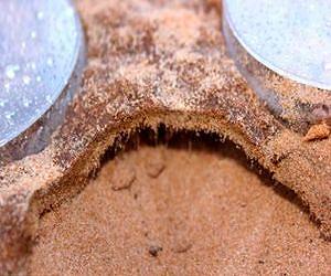 Researchers discover global warming may affect microbe survival