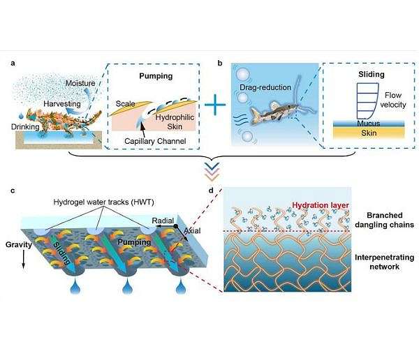 Novel hydrogel pattern inspired by nature boosts water condensation efficiency