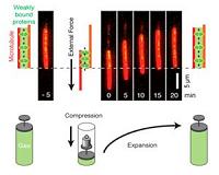 Biomolecular force generation based on the principle of a gas spring
