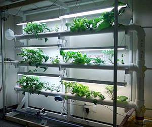 CU-Boulder students to help NASA develop plant food production for deep space