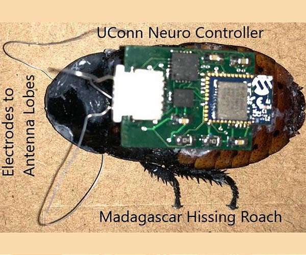 Advancing Bio-Hybrid Robotics Calls for Regulatory Oversight and Public Dialogue