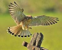 A small vortex on the wing makes the elegance of birds' flight