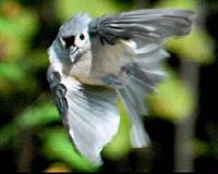 Birds Bats And Insects Hold Secrets For Aerospace Engineers