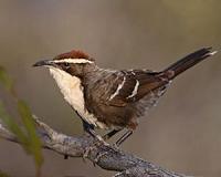 Key element of human language discovered in bird babble